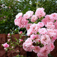 Rosa Bodendeckerrosen
