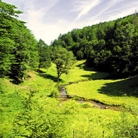 Lieblicher Bachlauf