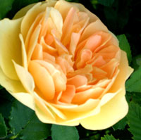 Gelbe Rosenblüte