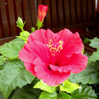Pinke Hibiskusblüte