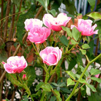 Rosa Rosen