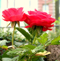 Pinke Rosenblüten