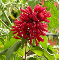 Rote Blüte