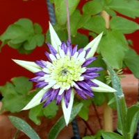 Clematis Viennetta