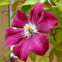 Lila Clematis