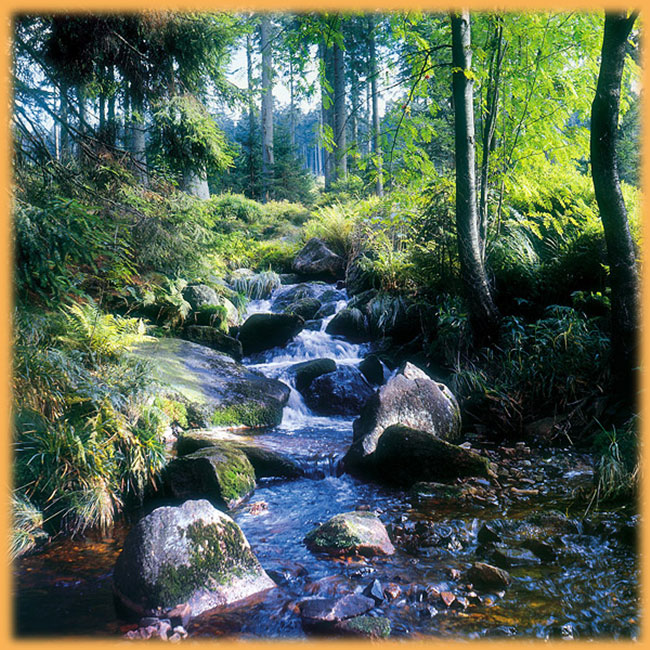 Bachlauf im Wald